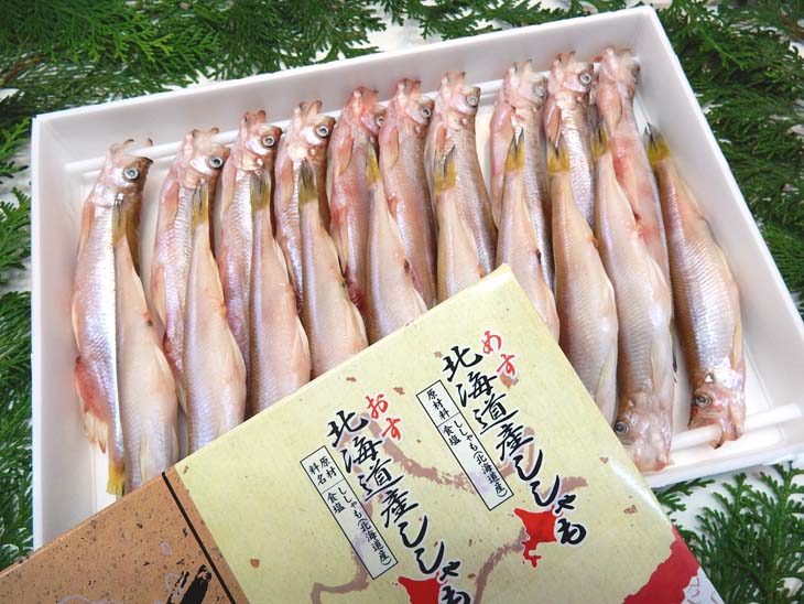 6頭セット】オオイチモンジ（6メス・北海道産） 【公式通販】